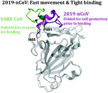 Graphical abstract: Tracing the driving forces responsible for the remarkable infectivity of 2019-nCoV: 1. Receptor binding domain in its bound and unbound states