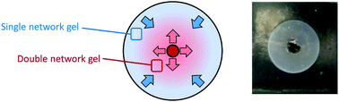 Graphical abstract: Spatial and temporal diffusion-control of dynamic multi-domain self-assembled gels
