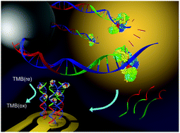 Graphical abstract: A novel DNA binding protein-based platform for electrochemical detection of miRNA
