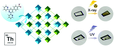 Graphical abstract: Emergence of a thorium–organic framework as a radiation attenuator for selective X-ray dosimetry
