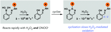 Graphical abstract: Diazaborines oxidize slowly with H2O2 but rapidly with peroxynitrite in aqueous buffer