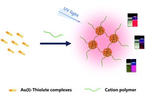 Graphical abstract: Cation polymer-induced aggregation of water-soluble Au(i)–thiolate complexes and their photoluminescence properties