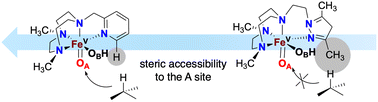 Graphical abstract: An investigation of steric influence on the reactivity of FeV(O)(OH) tautomers in stereospecific C–H hydroxylation