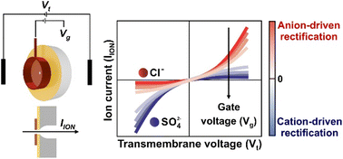 Graphical abstract: Electrochemically addressed FET-like nanofluidic channels with dynamic ion-transport regimes