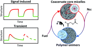 Graphical abstract: Fuel-driven macromolecular coacervation in complex coacervate core micelles