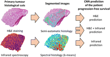 Graphical abstract: Deep learning for the prediction of the chemotherapy response of metastatic colorectal cancer: comparing and combining H&E staining histopathology and infrared spectral histopathology