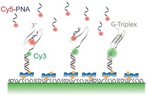 Graphical abstract: Detecting secondary structure formation with FRET-PAINT