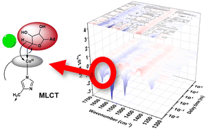 Graphical abstract: Tuning of B12 photochemistry in the CarH photoreceptor to avoid radical photoproducts