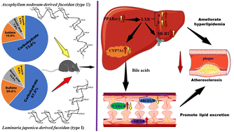Graphical abstract: A comparative study of the hypolipidemic effects and mechanisms of action of Laminaria japonica- and Ascophyllum nodosum-derived fucoidans in apolipoprotein E-deficient mice
