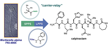 Graphical abstract: Development of a nitrogen-bound hydrophobic auxiliary: application to solid/hydrophobic-tag relay synthesis of calpinactam