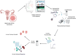 Graphical abstract: Development of a nano-vaccine for high-grade serous ovarian cancer