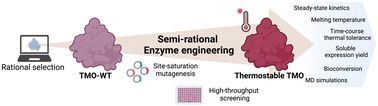 Graphical abstract: Enhancement of tryptophan 2-monooxygenase thermostability by semi-rational enzyme engineering: a strategic design to minimize experimental investigation