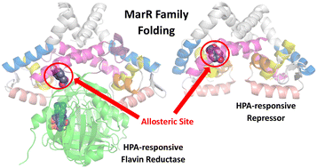 Graphical abstract: Mechanistic insights into allosteric regulation of the reductase component of p-hydroxyphenylacetate 3-hydroxylase by p-hydroxyphenylacetate: a model for effector-controlled activity of redox enzymes