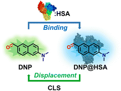 Graphical abstract: Harnessing a simple ratiometric fluorescent probe for albumin recognition and beyond