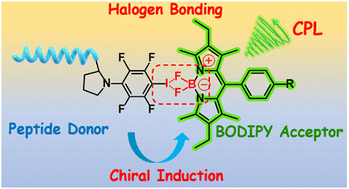 Graphical abstract: Peptide-induced chirality transfer and circularly polarized luminescence in achiral BODIPY emitters via halogen bonding
