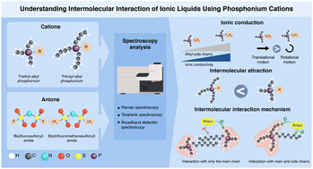 Graphical abstract: Intermolecular interaction mechanism for ionic liquids based on quaternary phosphonium cations with different symmetries using dielectric and spectroscopic analyses