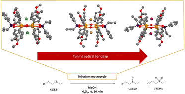 Graphical abstract: Functionalized organotellurium macrocycles: tuning their optical bandgap and investigation of their catalytic activity