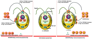 Graphical abstract: Novel insights into the joint phytotoxicity of nanoplastics and silver ions at environmentally relevant concentrations: a dual aggregation-induced emission bioimaging approach