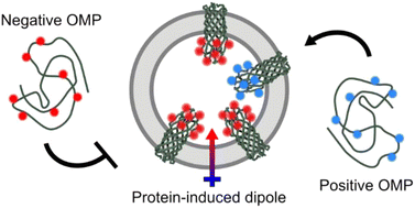 Graphical abstract: Protein-induced membrane asymmetry modulates OMP folding kinetics and stability