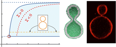 Graphical abstract: The many faces of membrane tension for biomembranes and vesicles