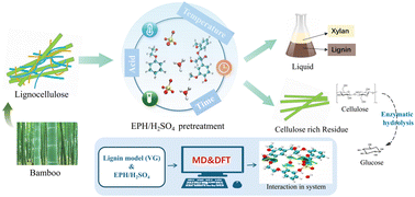 Graphical abstract: Revealing the mechanism of phenoxyethanol-acid pretreatment for removing lignin from bamboo: kinetic analysis and simulation analysis
