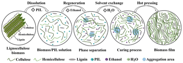 Graphical abstract: Direct dissolution of lignocellulosic biomass by malonic acid-DBU protonic ionic liquid and preparation of high-performance all-biomass films