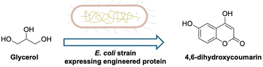Graphical abstract: De novo biosynthesis of 4,6-dihydroxycoumarin in Escherichia coli