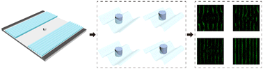 Graphical abstract: Engineering the acoustic field with a Mie scatterer for microparticle patterning