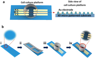 Graphical abstract: Stretchable impedance electrode array with high durability for monitoring of cells under mechanical and chemical stimulations