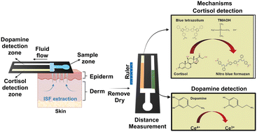Graphical abstract: Microneedle-integrated distance-based paper device for simultaneous transdermal detection of cortisol and dopamine
