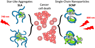 Graphical abstract: Topology effects in photodynamic therapy with phthalocyanine nanocarriers