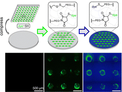 Graphical abstract: Multi-step functionalization of hydrogels through mechano- and photo-responsive linkages