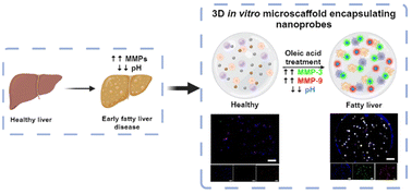 Graphical abstract: 3D microscaffolds with triple-marker sensitive nanoprobes for studying fatty liver disease in vitro