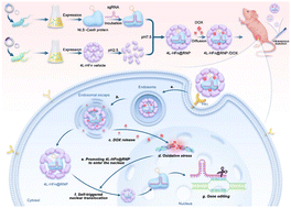 Graphical abstract: Non-nuclear localization signal-guided CRISPR/Cas9 ribonucleoproteins for translocation and gene editing via apoferritin delivery vectors