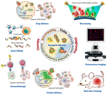 Graphical abstract: Nanogold-albumin conjugates: transformative approaches for next-generation cancer therapy and diagnostics