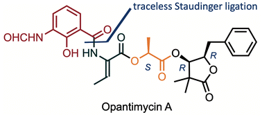 Graphical abstract: Total synthesis, stereochemical assignment, and biological evaluation of opantimycin A and analogues thereof