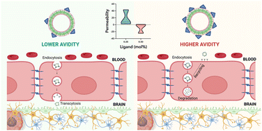 Graphical abstract: Sometimes less is more: avidity-dependent transport of targeted polymersomes across the blood–brain-barrier