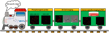 Graphical abstract: Luminescent iridium(iii) 2-cyanobenzothiazole complexes as site-specific labels to afford peptide-based phosphorogenic probes and hydrogels for enzyme activity sensing, cancer imaging and photodynamic therapy