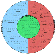 Graphical abstract: Combination of the structural components of amino acids with fatty acids: access to an unknown class of “fatty” α-amino acids by palladium-catalyzed amidocarbonylation