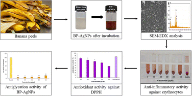 Graphical abstract: Optimization of silver nanoparticles synthesis via Plackett–Burman experimental design: in vitro assessment of their efficacy against oxidative stress-induced disorders