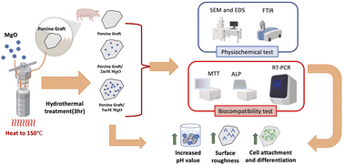 Graphical abstract: Magnesium-enhanced porcine particles using hydrothermal technique improve the osteogenic differentiation of cells