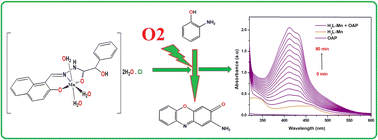 Graphical abstract: Insight into the synthesis, structure affirmation and catalytic efficiency of divalent and trivalent metal chelates of mandelic acid hydrazone derivative