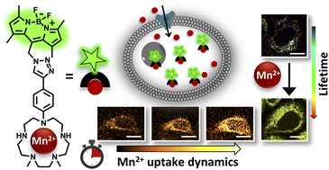 Graphical abstract: A water-soluble, cell-permeable Mn(ii) sensor enables visualization of manganese dynamics in live mammalian cells
