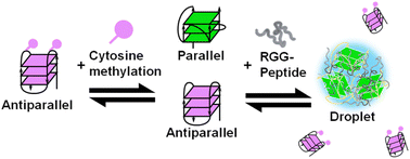 Graphical abstract: The role of cytosine methylation in regulating the topology and liquid–liquid phase separation of DNA G-quadruplexes