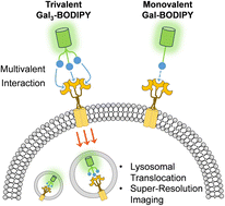 Graphical abstract: A BODIPY-tagged trivalent glycocluster for receptor-targeting fluorescence imaging of live cells