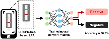 Graphical abstract: Rapid and automated interpretation of CRISPR-Cas13-based lateral flow assay test results using machine learning