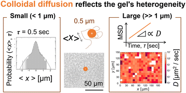 Graphical abstract: Spatiotemporal evolution of heterogeneous structures in agarose gels revealed by particle tracking