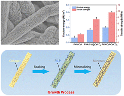 Graphical abstract: Intrafibrillar calcium carbonate mineralization of electrospinning polyvinyl alcohol/collagen films with improved mechanical and bioactive properties