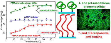 Graphical abstract: Temperature-responsive properties of pH-sensitive poly(methacrylic acid)-grafted brush coatings with controlled wettability for cell culture