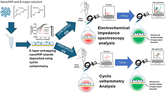 Graphical abstract: Development of a reusable and disposable sensor for the rapid determination of the human chorionic gonadotropin (hCG) biomarker